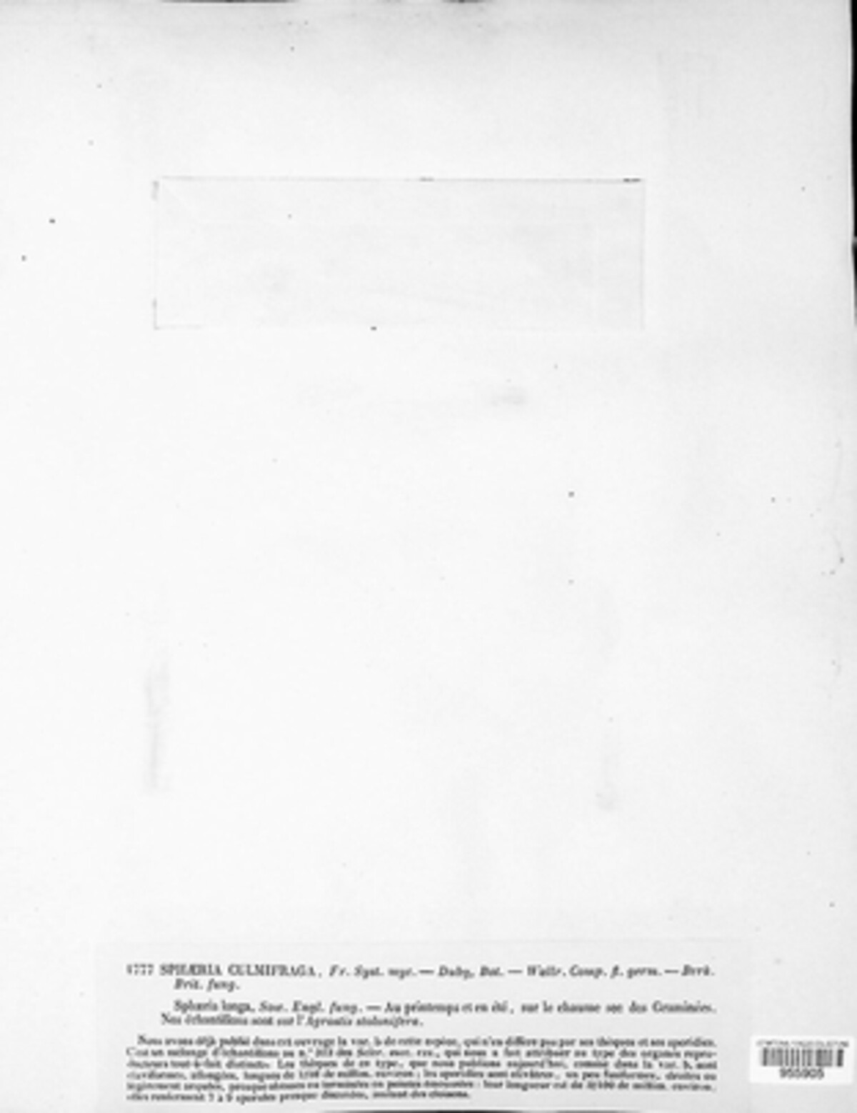 Leptosphaeria culmifraga image